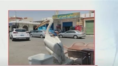 البيئة: بائعو الأسماك يصطادون البجع الأبيض ويكسرون جناحه (فيديو)