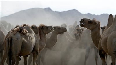 مسابقات الإبل تشعل الطلب على استنساخها في الإمارات