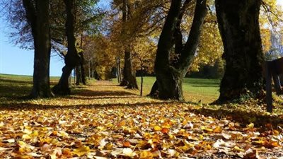 وداعًا حر الصيف.. 7 معلومات عن فصل الخريف المنتظر (الموعد والظواهر)