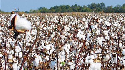 الغزل والنسيج: هذا العام يعد سنة فارقة في تاريخ القطن (فيديو)