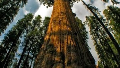 بعد اندلاع الحرائق.. شجرة الجنرال شيرمان أكثر عرضة للخطر