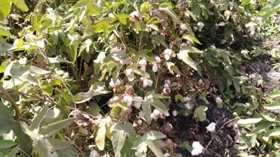 وكيل زراعة الدقهلية يكشف لـ