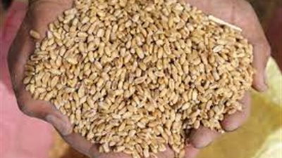 الزراعة: نستهدف إنتاج 9 ملايين طن قمح هذا الموسم