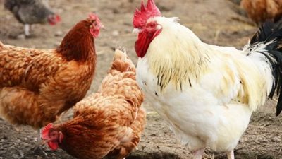 أسعار الدواجن اليوم الجمعة في الدقهلية