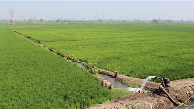 مؤرخ: الفلاحين بعهد سيدنا يوسف باعوا ملكيتهم الزراعية لهذا السبب 