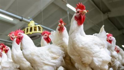 أسعار الدواجن اليوم السبت في الدقهلية