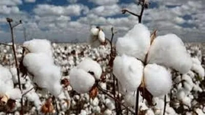 للمرة الأولي.. مصر تنجح فى إنتاج القطن قصير التيلة (فيديو)