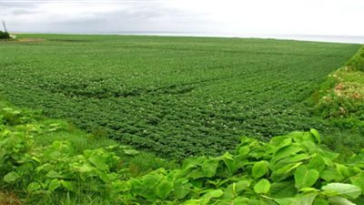الزراعة: المجال أصبح متاحا ومهيئا لكل من يرغب في الاستثمار بسيناء (فيديو)