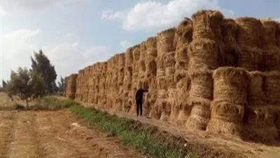 البيئة تعلن تجميع 64 ألف طن قش أرز من 196 موقعا