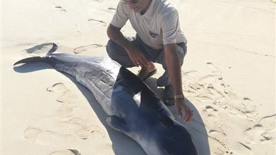 التفاصيل الكاملة للعثور على الدولفين النافق بأحد شواطئ مطروح 
