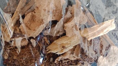 زراعة الإسكندرية: فحص وحدة سكنية بعد إكتشاف بؤرة للنمل الأبيض الخطير (صور)