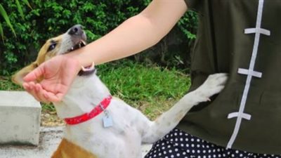 7 معلومات عن اليوم العالمي لداء الكلب.. تعرف عليها