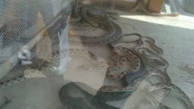 غلق سوق الجمعة بعد ضبط ومصادرة ثعابين وتماسيح وسلاحف