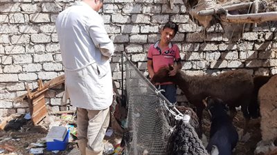 الزراعة: تحصين 380 ألف رأس من الاغنام ضد طاعون المجترات الصغيرة