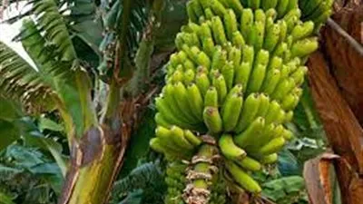 خبير زراعي: استنباط سلالة عملاقة من الموز بإنتاجية 40 طن للفدان (فيديو) 
