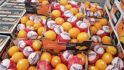 بالأرقام.. كيف ارتفعت صادرات مصر الزراعية خلال الأشهر التسعة الماضية؟