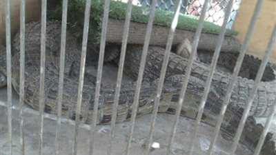 قرار عاجل من محافظة القاهرة بشأن سوق الجمعة