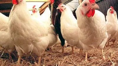 شعبة الدواجن عن ارتفاع الأسعار: 