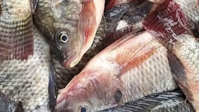 تبدأ من 17 جنيها.. تعرف على أسعار السمك اليوم الخميس في الدقهلية