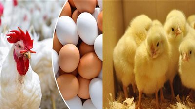 رئيس الثروة الداجنة: ارتفاع أسعار الدواجن والبيض غير مبرر (فيديو)