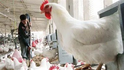 اتحاد منتجي الدواجن: الصين السبب في ارتفاع الأسعار