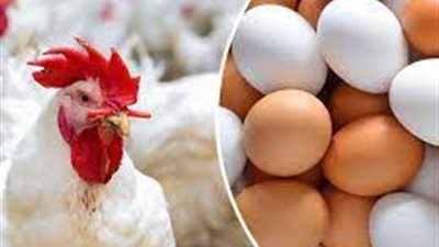 الغرف التجارية: ارتفاع أسعار البيض والدواجن غير مبررة (فيديو)