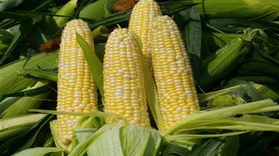 المعهد القومي للبحوث يكشف أنواع واستخدامات الذرة الشامية