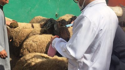  بدء تنفيذ قوافل بيطرية وعلاجية بقرى 