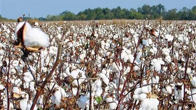 مدير معهد البحوث: دعم السيسي للزراعة أعاد القطن المصري لمكانته