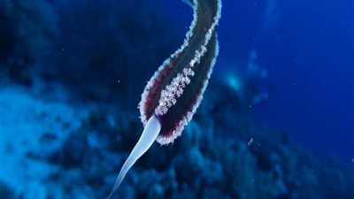 معهد علوم البحار يكشف سبب ظهور كائن بحري غريب بالغردقة (فيديو)