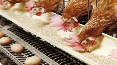 تعرف على أسعار الدواجن اليوم الاثنين 18/10/2021 في مصر