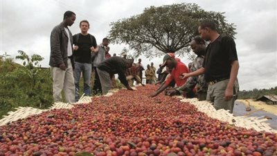 ارتفاع قياسي في صادرات البن الأوغندي خلال 2021