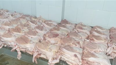 ضبط نصف طن دواجن مجهولة المصدر بأحد المطاعم الشهيرة في الإسكندرية (صور)