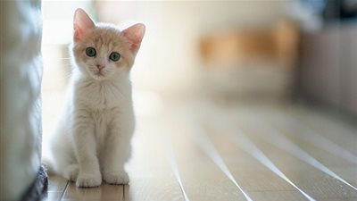 هل يجوز قتل القطط التي تأكل الطيور المرباة في المنزل؟.. الإفتاء تجيب