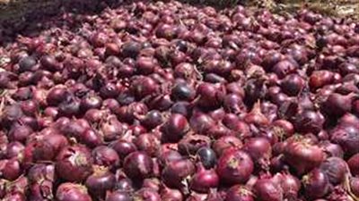 بسبب البصل المستورد.. احذر تفشي 