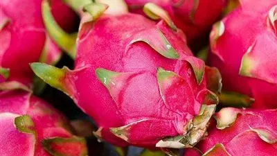 فيديو.. خبير زراعي يكشف تفاصيل نجاح زراعة فاكهة الدراجون في مصر 