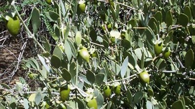 خبير زراعي: نبات الجوجوبا في مصر يتحمل ملوحة المياه وتعطى أعلى إنتاجية (فيديو)