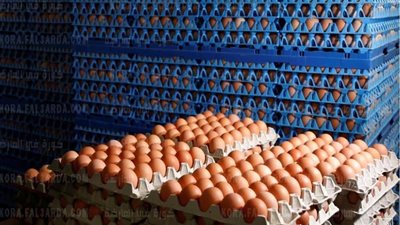 التموين: 38 جنيهًا سعر التكلفة العادل اليوم لإنتاج طبق البيض