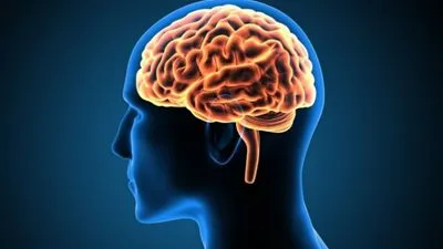 علماء يكشفون: دماغ الإنسان تقلصت 4 مرات عن البشر الأوائل 