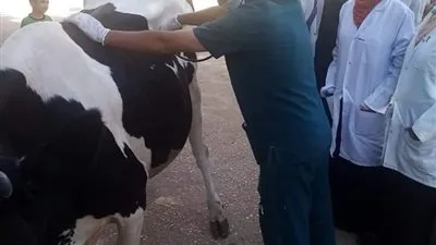 قافلة بيطرية وعلاج 330 حيوان بقرية الشيخ مكرم بسوهاج