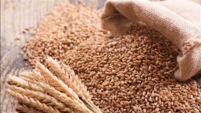 حقيقة وجود أزمة في توفير القمح بمختلف محافظات الجمهورية