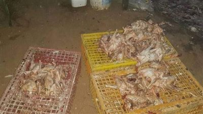قبل ترويجها بالأسواق.. ضبط 750 كيلو دواجن مستوردة محظور تداولها بالجيزة
