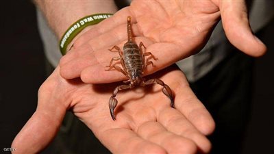  حقيقة استخدام سموم العقارب في العلاج من كورونا