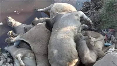 وكيل الطب البيطرى بالغربية: أصحاب المواشى النافقة غير متعاونين 