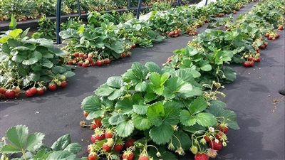 إنشاء أول مركز عالمي متكامل لإنتاج شتلات أمهات الفراولة بمصر