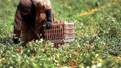 رئيس الحاصلات الزراعية: 2.7 حصيلة الصادرات وهذه أبرز تحدياتنا