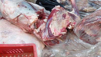 قبل ترويجها بالأسواق.. مباحث التموين تضبط 550 كيلو لحوم فاسدة بالجيزة