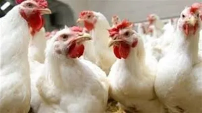 أسعار الدواجن اليوم الاثنين 1-11-2021.. كيلو الأبيض يسجل 31 جنيها