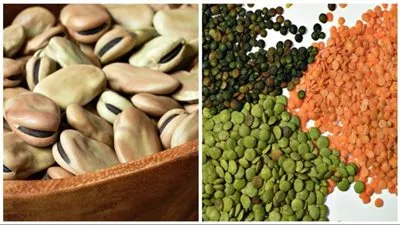 أستاذ زراعة: 75% من الفول المتواجد في السوق مستورد