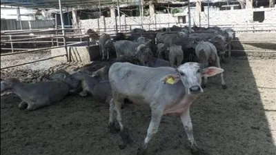 تحصين أكثر من 1.2 مليون رأس ماشية ضد الحمى القلاعية